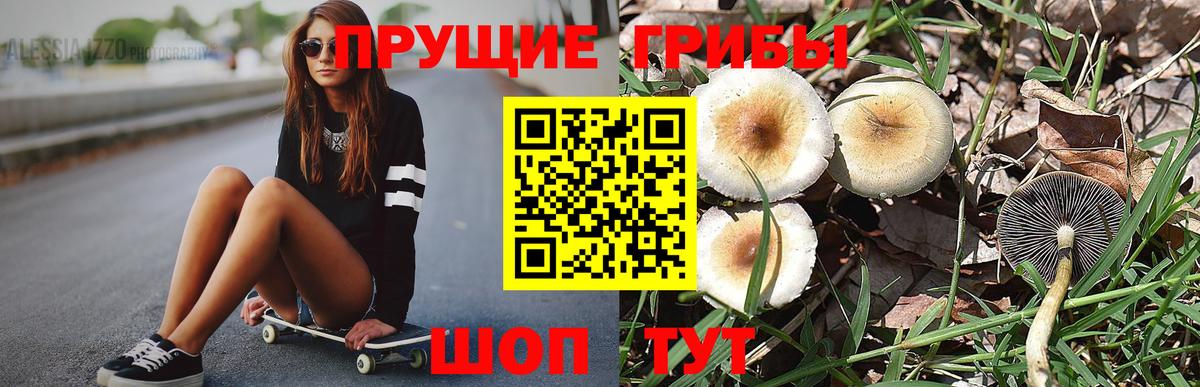Псилоцибиновые грибы Psilocybe Губаха